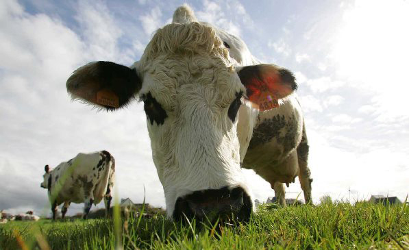 close up of cow eating grass